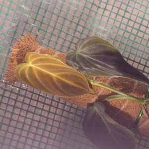 Philodendron Splendid Cutting